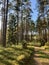 A forest path among towering pines with a blue summer sky in the background