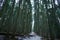 Forest path through trees. Trail through tall trees. Forest. Ukraine