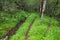 Forest path in Ulstein, Norway