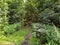 Forest path very beautifully green in summer