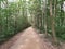 Forest path very beautifully green in summer