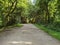 Forest path very beautifully green in summer