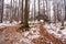 Forest path walk way in winter.