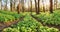 Forest path through wild garlic - Allium ursinum