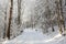 Forest path in winter scenery