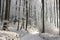 Forest path in winter scenery