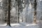 Forest path in winter scenery