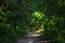 Forest path, wood road