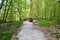 Forest path with wooden bridge