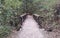 Forest path with a wooden brigde