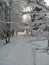 Forest paths in Russia