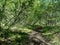 Forest paths of the taiga. Birch forest, Irkutsk. Siberia