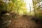 Forest pathway in autumn