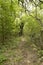 Forest pathway in Letea forest,  Danube Delta area,  Romania,  in a summer sunny day