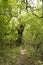 Forest pathway in Letea forest,  Danube Delta area,  Romania,  in a summer sunny day