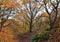 Forest pathway in november beech woodland in yorkshire england