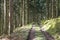 Forest Pathway - Wooded Trail