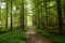 Forest Pathways