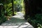 Forest pathways and daylight