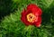 Forest peony close up on a green background