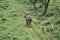 Forest personnel guiding a trained elephant to bring resources from jungle