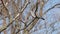 Forest pigeon sitting on a branch during the wind