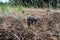 Forest, Pine, brown and dry, pine cone, in dry grass, in hay, on sandy soil.