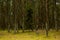 Forest pine dark