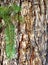 Forest pine tree bark background