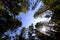 Forest of Pine Trees Fisheye Lens Sky and Sunstar