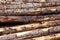Forest pine trees logs background
