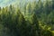 Forest of Pine Trees and Mountains