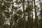 Forest pines background