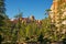 Forest of Pines Beneath Orange Hoodoos