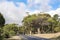 Forest with Pines, South Africa