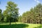 A forest with pines and trees and a clearing with green grass. Beautiful landscape, sunny nature.