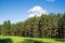 A forest with pines and trees and a clearing with green grass. Beautiful landscape, sunny nature.