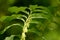 Forest plant (Polygonatum odoratum)