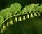 Forest plant (Polygonatum odoratum)