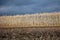 Forest plantation in the field in the fall and dark clouds