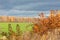 Forest plantation in the field in the fall and dark clouds