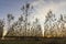 Forest planted with young poplars at sunset with few autumn leaves.