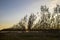 Forest planted with young poplars at sunset with few autumn leaves.