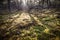 Forest on the polish coast close to the Baltic sea. Sun shine and shadow plays between trees and on the moss. Leba, Poland.