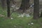 Forest pollution, plastic garbage in the pinewood. Dump plastic debris in pine tree forest. Dump garbage in woods of Ukraine.