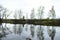 Forest pond on the edge of the village. Mighty trees on the banks of the river. Water surface. Cloudy sky. Wooden