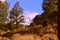 Forest with the Popocatepetl volcano XII