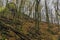 Forest in Prucelska valley over river Labe