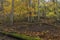 Forest in Prucelska valley over river Labe