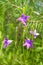 Forest purple bluebells grow under the branches of a young pine. Unfocused natural background, vertical framing